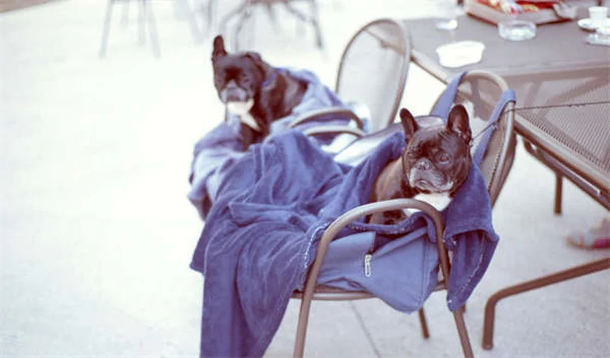 犬のしっぽの振り方でわかる気持ち7選！愛犬の本音を見抜く方法