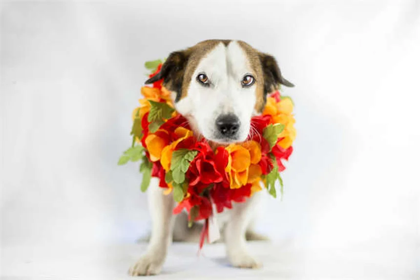 ペットに優しい融雪剤とは？愛犬を守るための完全ガイド